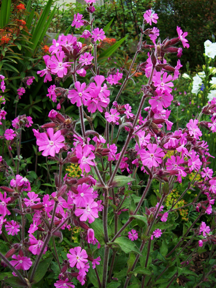 Red Campion